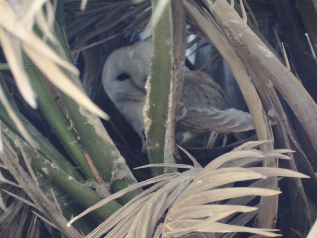 Barn Owl - ahmad mohammadi ravesh