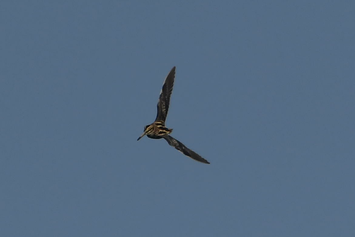 Jack Snipe - ML407459441