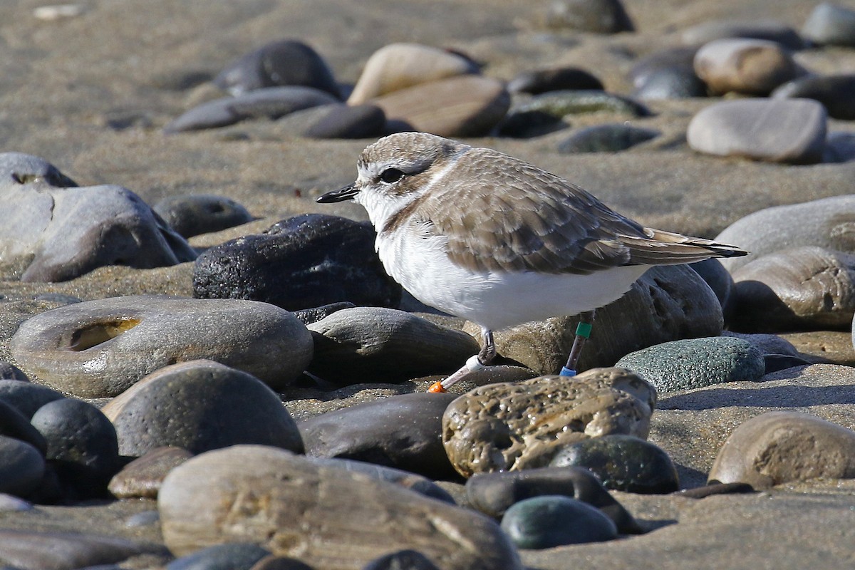 Snowy Plover - ML407460181