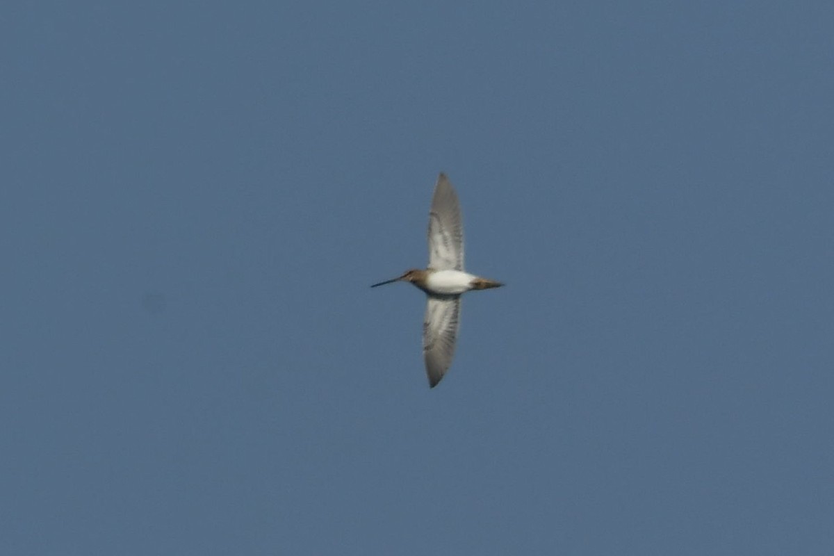 Common Snipe - Sriram Reddy