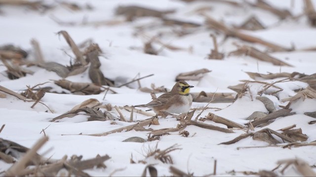 Horned Lark - ML407460351