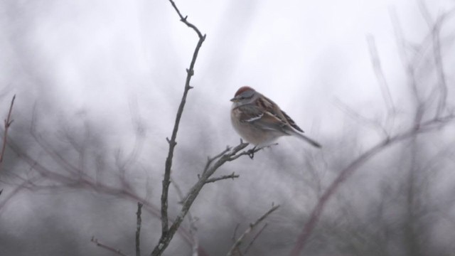 American Tree Sparrow - ML407460791