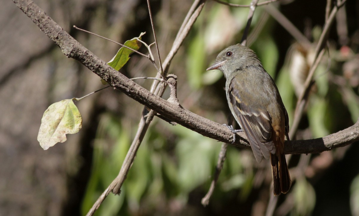 Plumbeous Black-Tyrant - Ian Davies