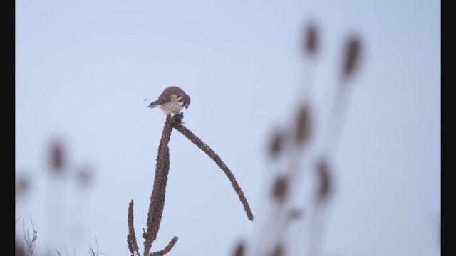 American Kestrel - ML407460831