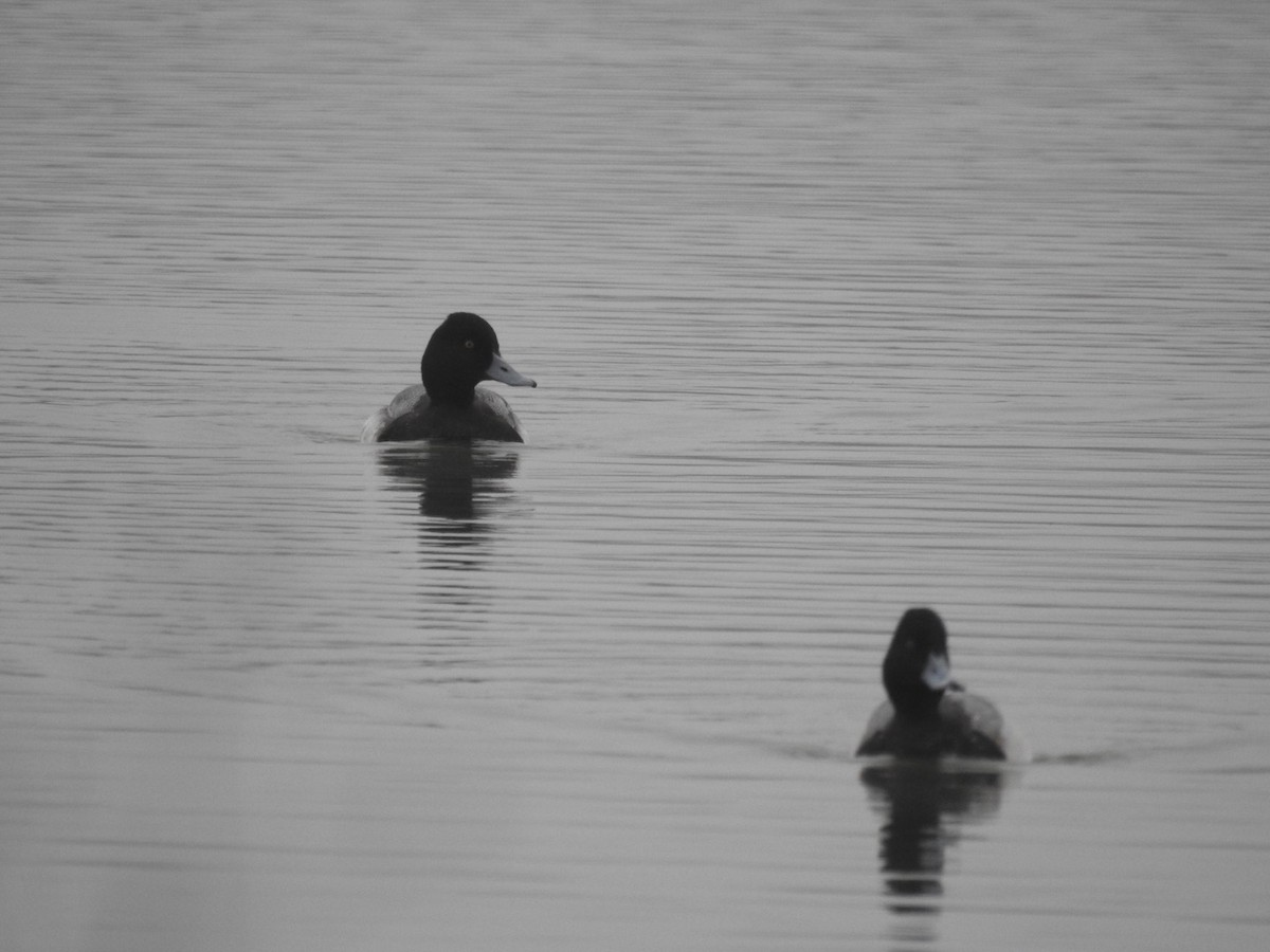 Greater/Lesser Scaup - Becky Boley