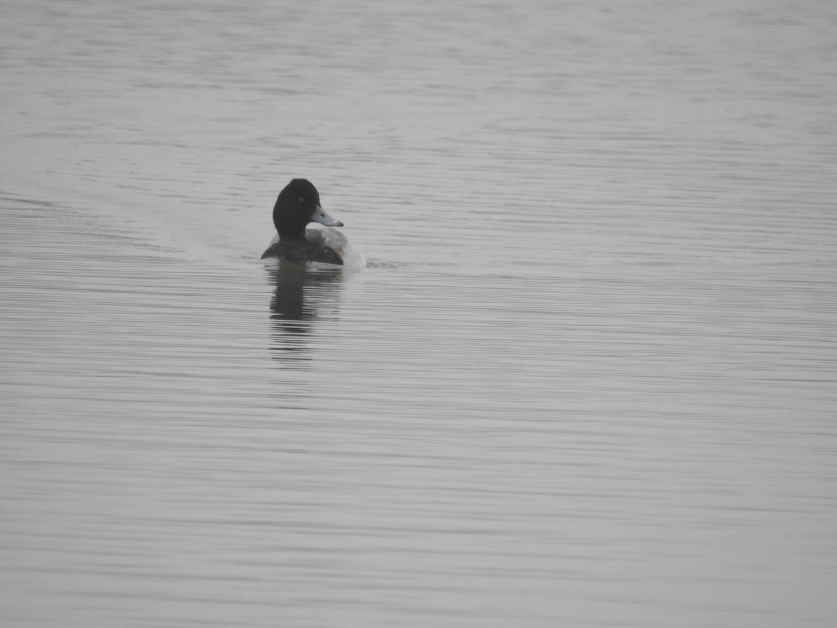 Greater/Lesser Scaup - Becky Boley