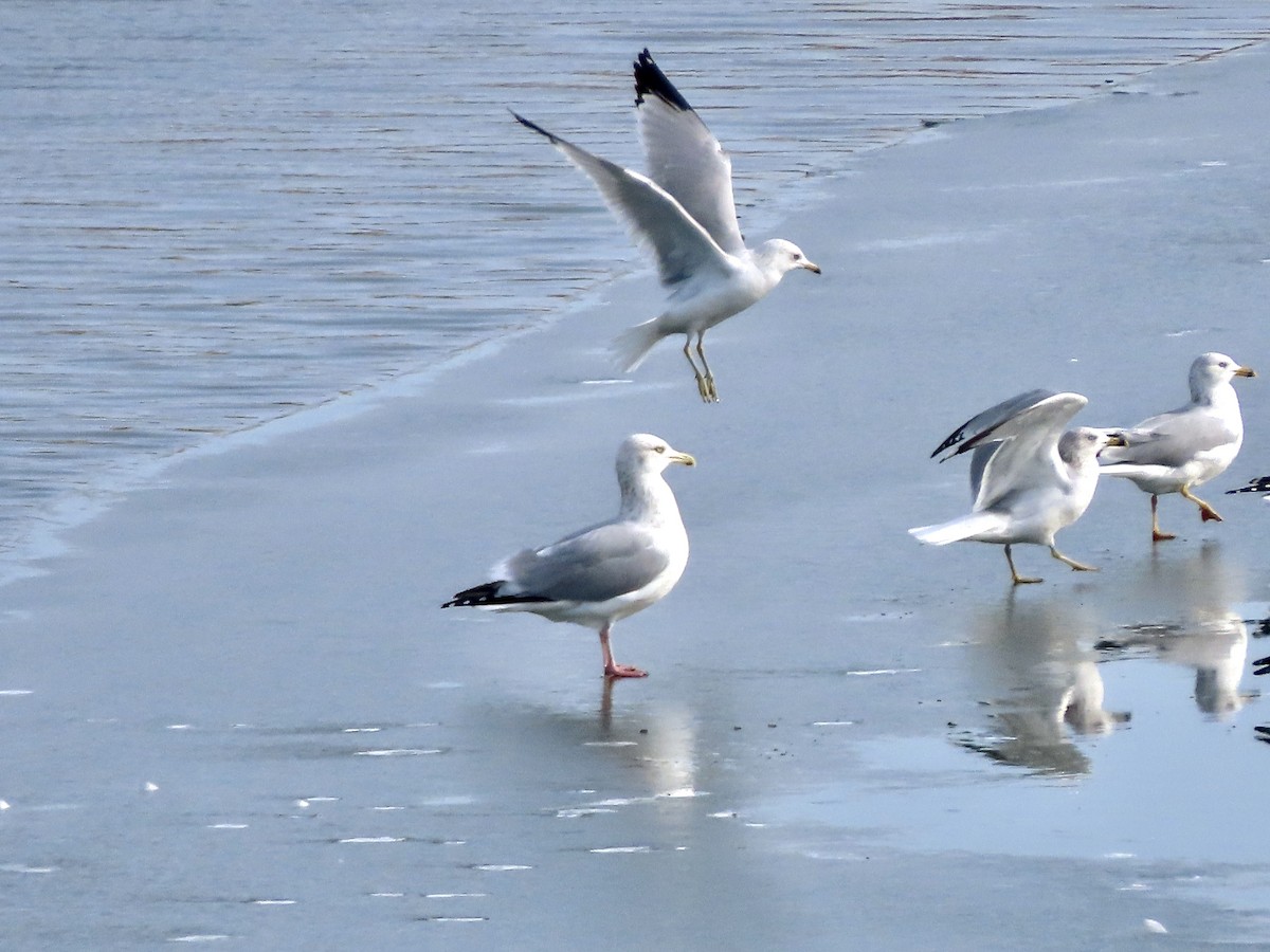 Ring-billed Gull - ML407462671