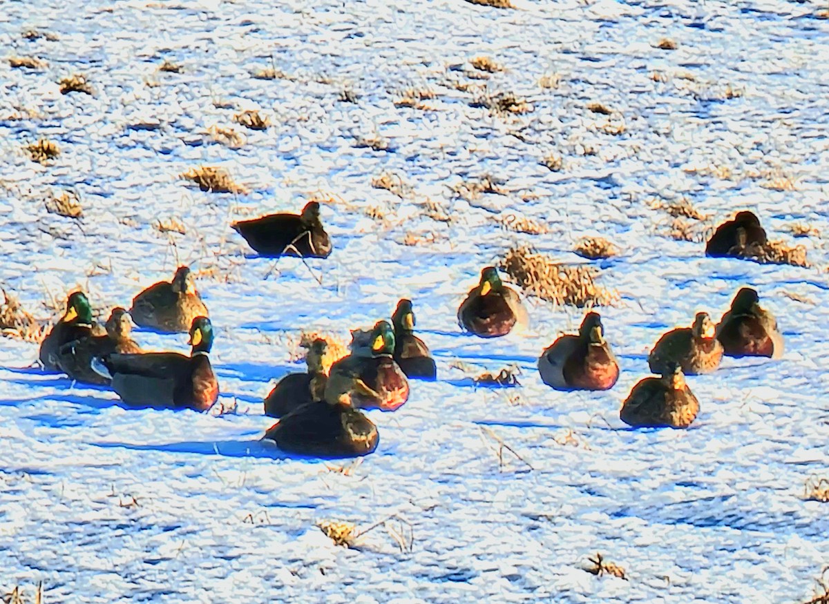 American Black Duck - ML407463011