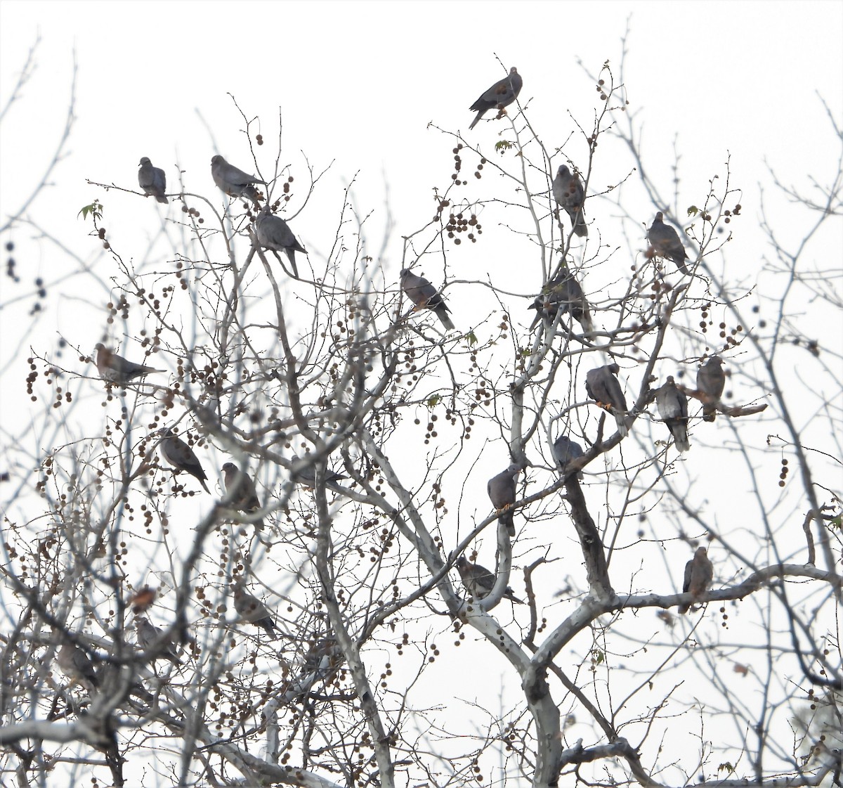 Band-tailed Pigeon - ML407463051