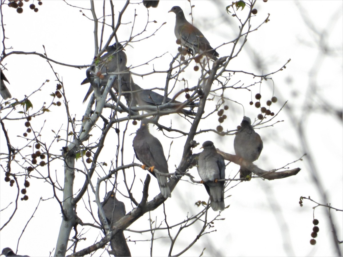 Band-tailed Pigeon - ML407463071