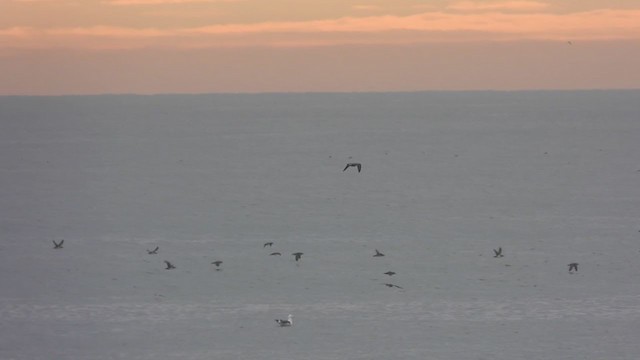 Black-vented Shearwater - ML407463651