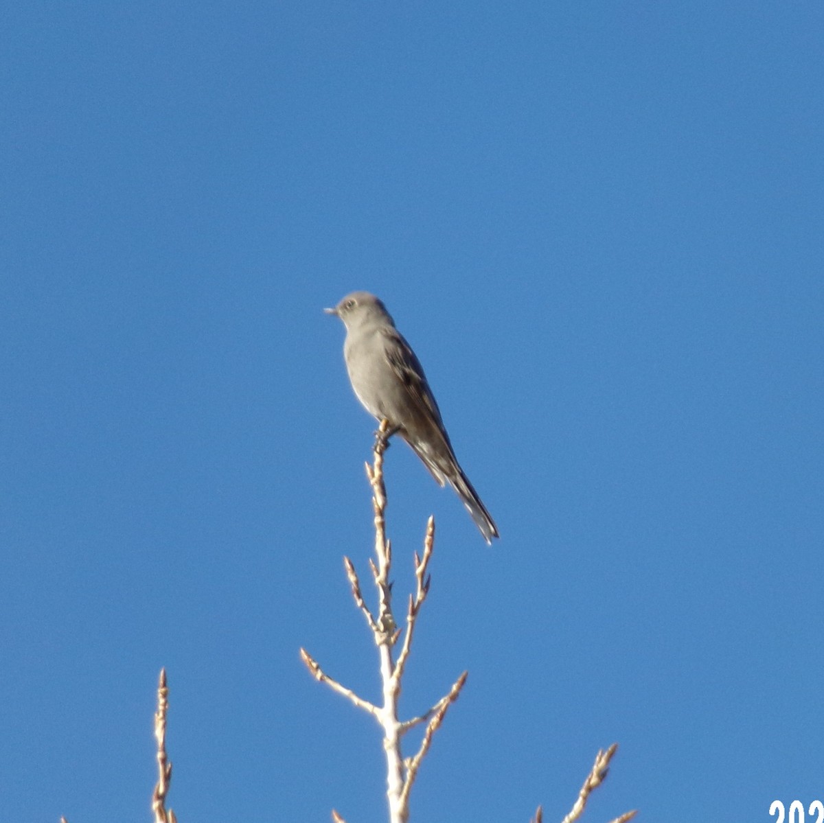 Townsend's Solitaire - ML407463771