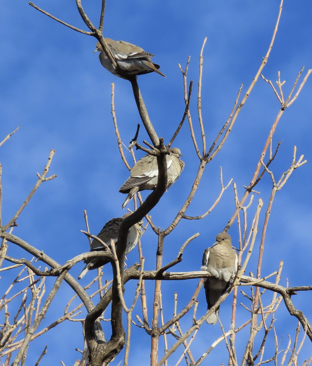 White-winged Dove - ML407465181