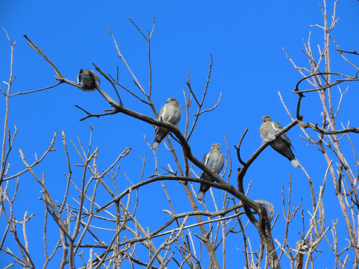 White-winged Dove - ML407465211