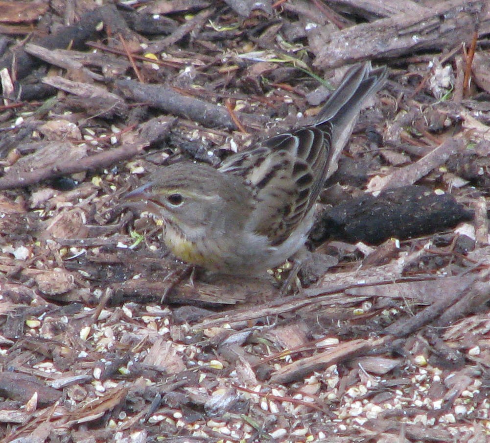 Dickcissel d'Amérique - ML407465711