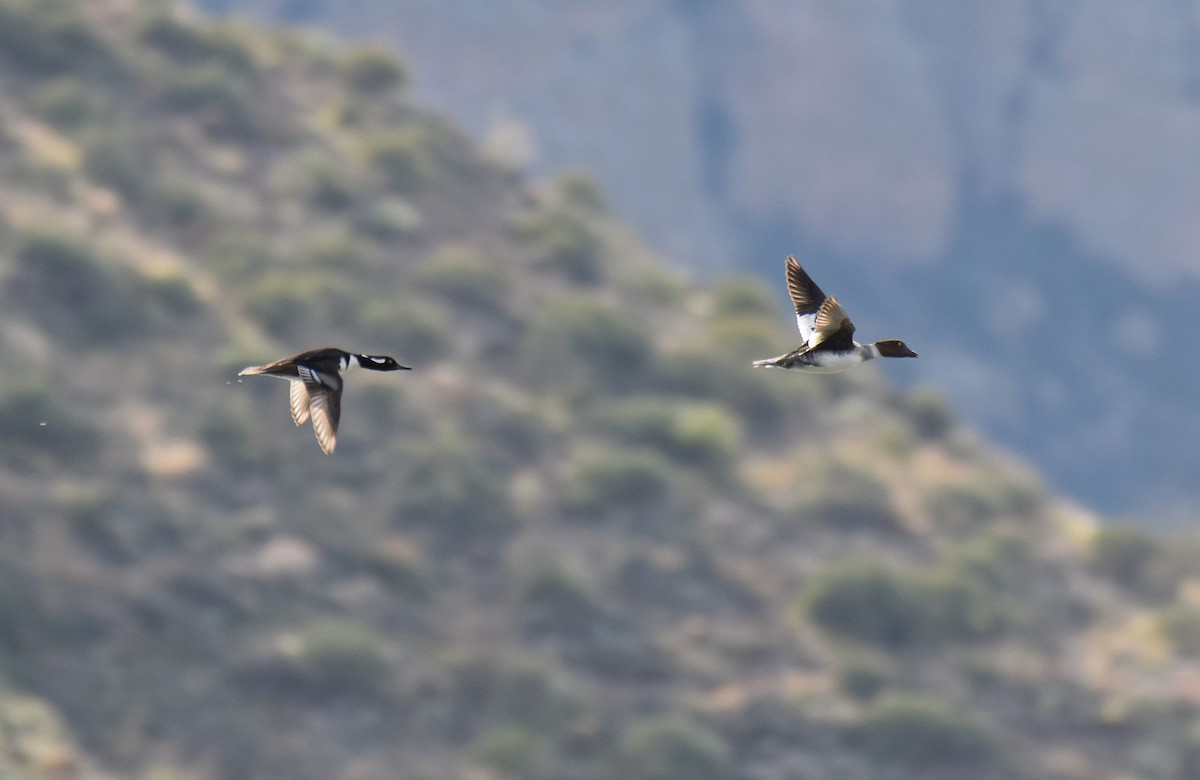 Hooded Merganser - ML407466441
