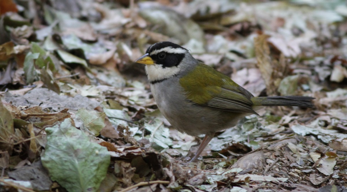 Moss-backed Sparrow - Ian Davies