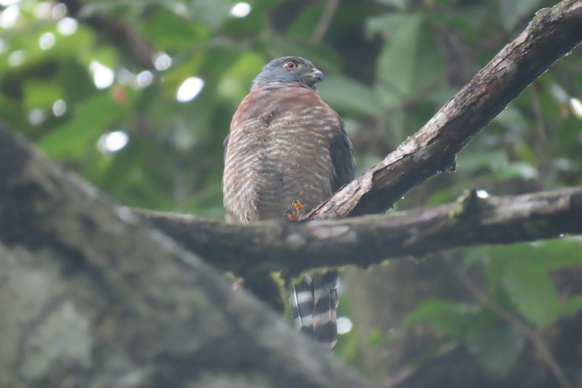 Double-toothed Kite - ML407474111