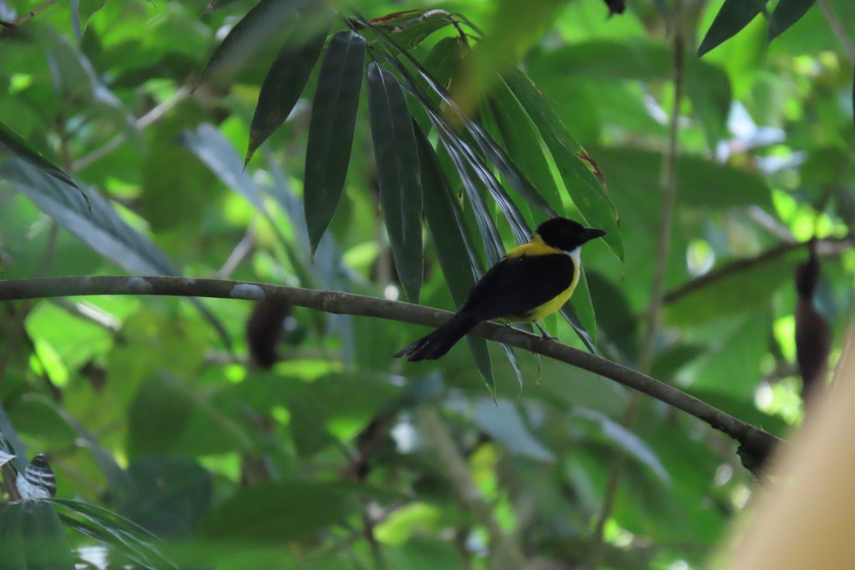 White-throated Shrike-Tanager - ML407474701