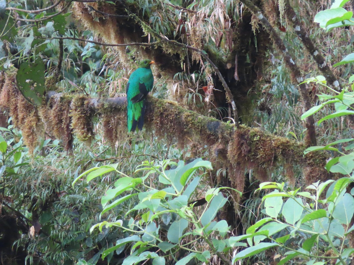 Golden-headed Quetzal - ML407474941