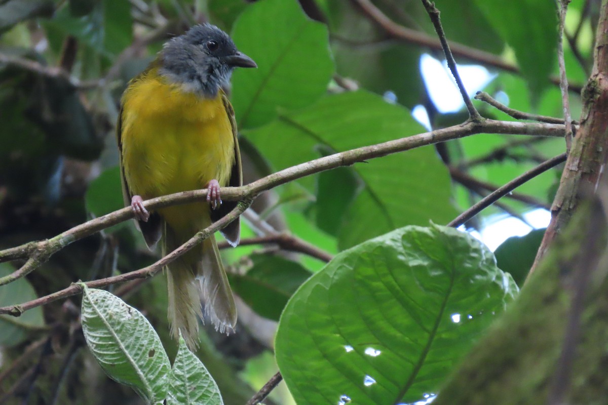 Gray-headed Tanager - ML407474971