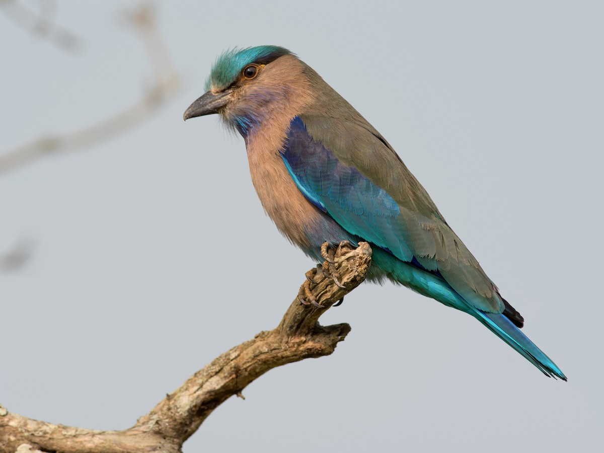 インドシナブッポウソウ - eBird