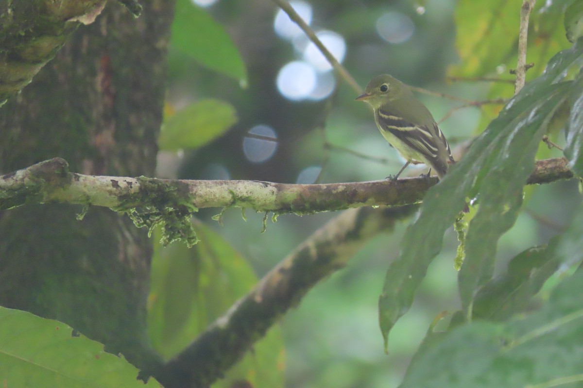 Yellow-bellied Flycatcher - ML407476751