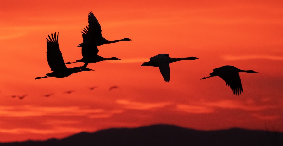 コハクチョウ（亜種 アメリカコハクチョウ） eBird