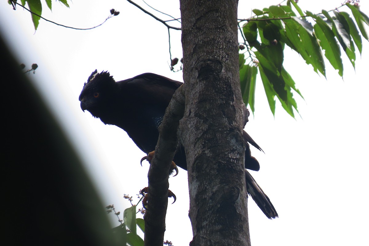 Águila Negra - ML407477901