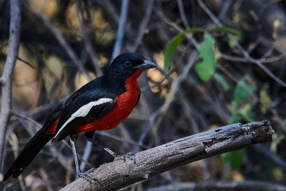 Crimson-breasted Gonolek - ML407478011