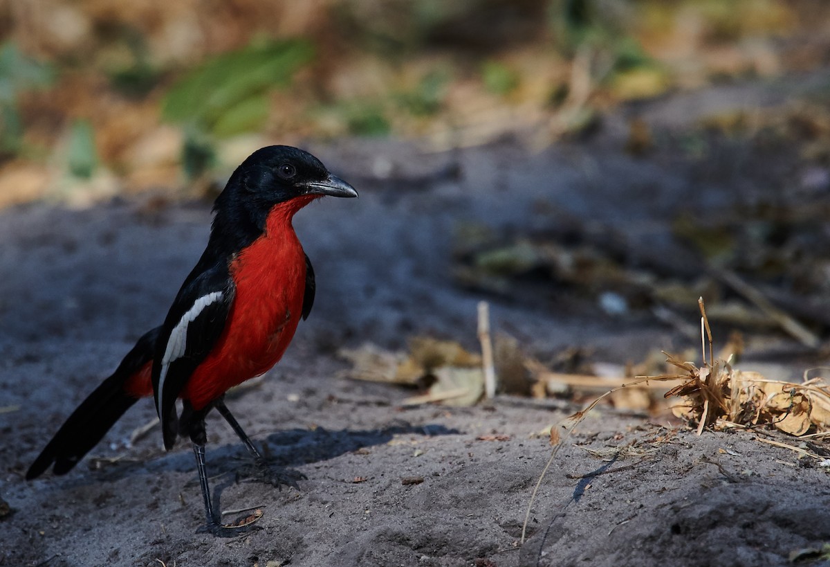 Crimson-breasted Gonolek - Nick Hamatake