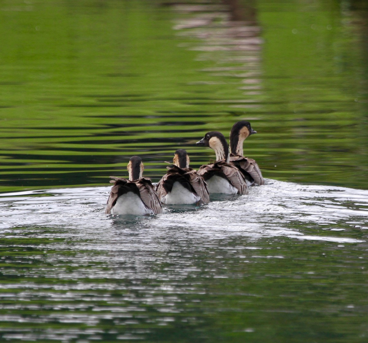 Hawaiian Goose - ML40747821