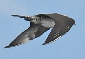 Spatelraubmöwe - ML407479011