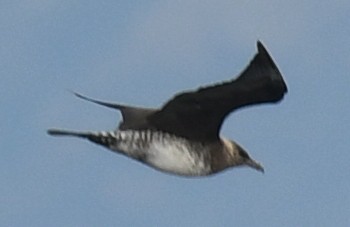 Spatelraubmöwe - ML407479021