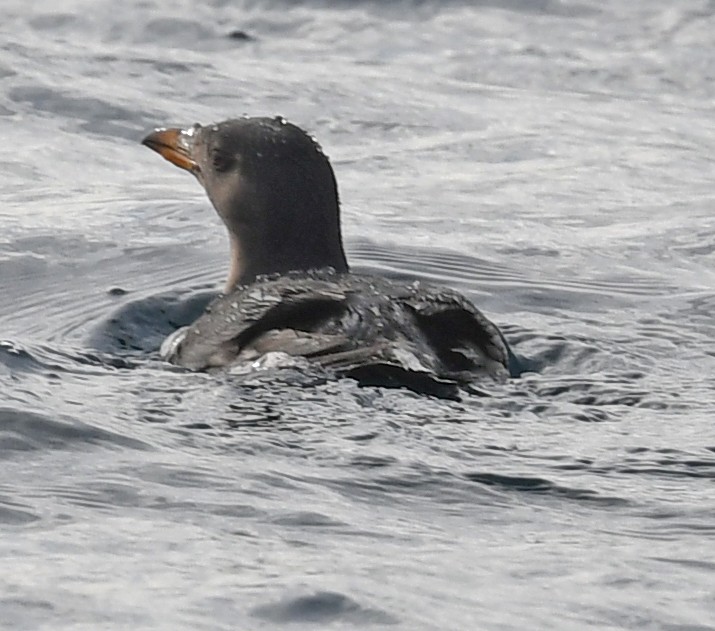 Rhinoceros Auklet - ML407479041