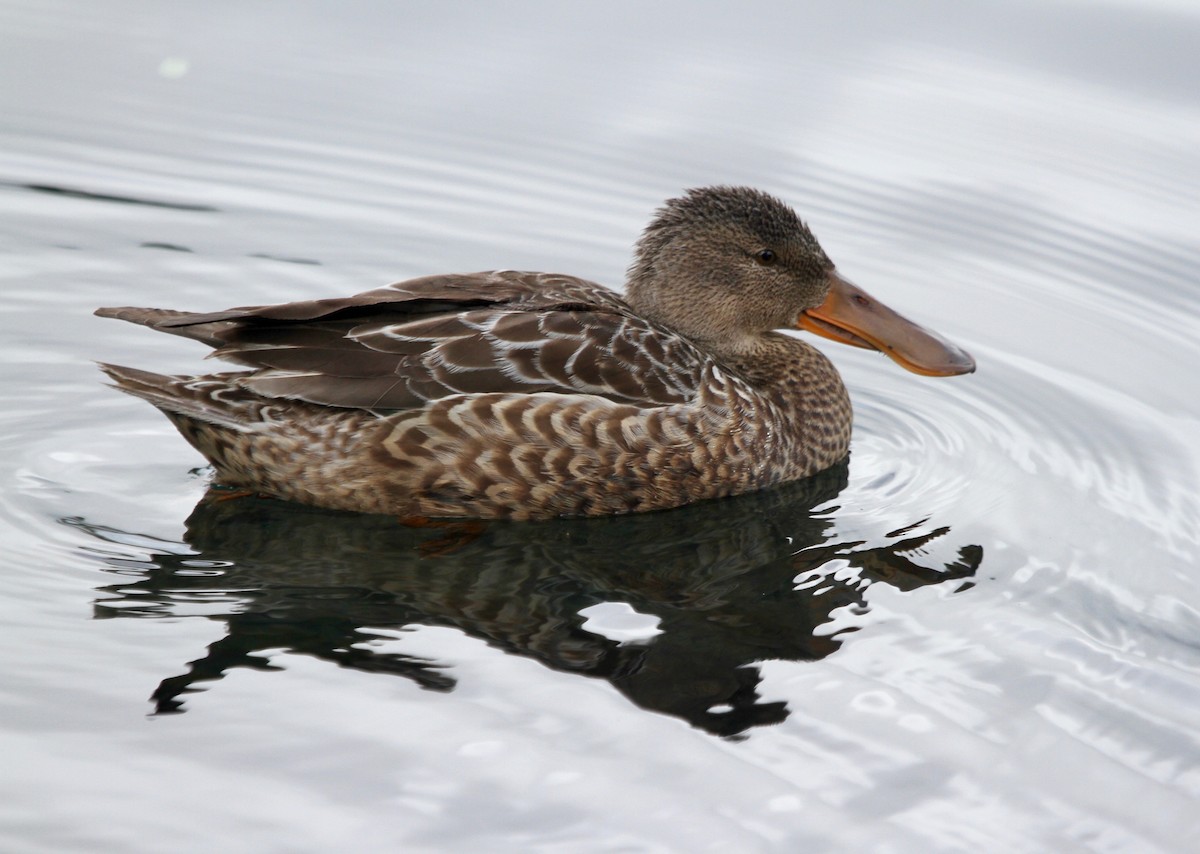 Northern Shoveler - ML40748021