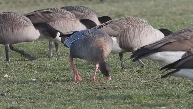 Pink-footed Goose - ML407481931