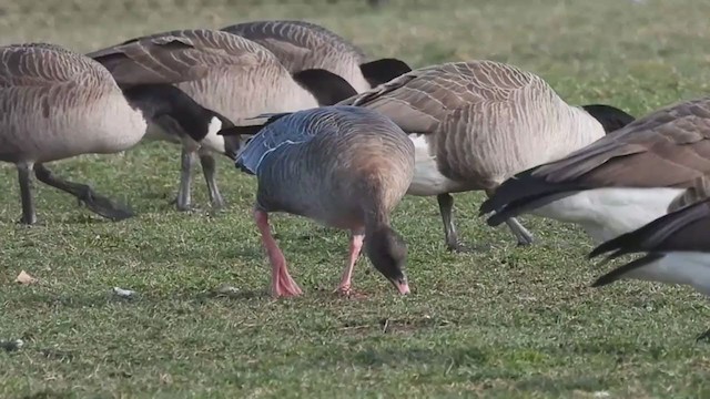 אווז קצר-מקור - ML407481931