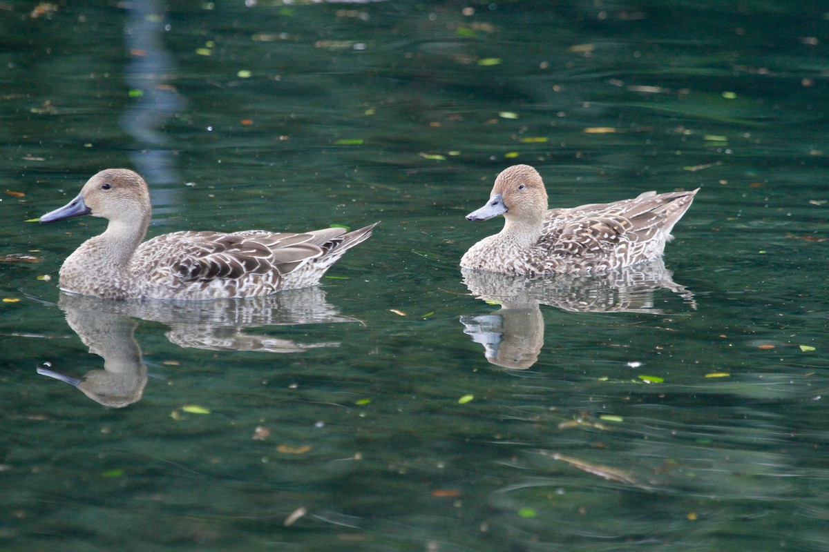 Northern Pintail - ML40748241