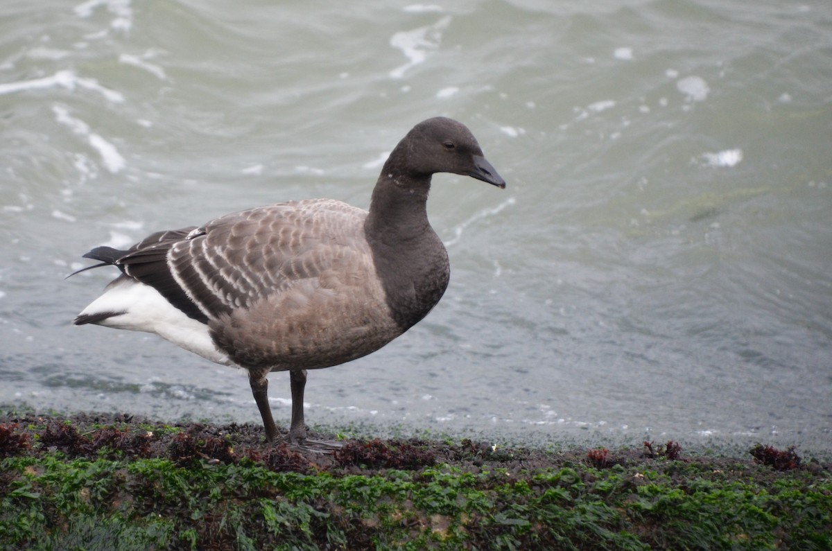 Branta musubeltza - ML407482471