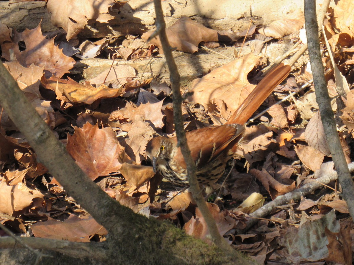 Brown Thrasher - ML40748251