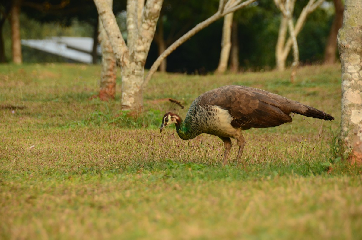 Indian Peafowl - ML407483291