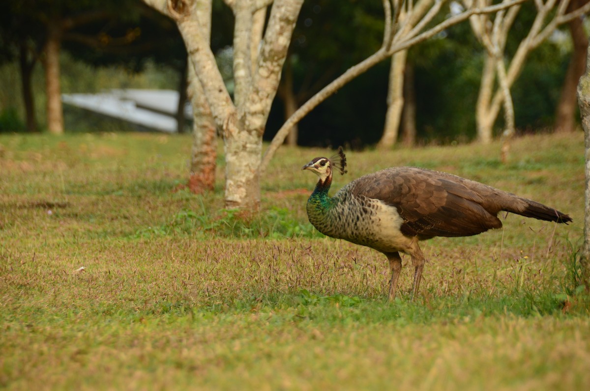 Indian Peafowl - ML407483301