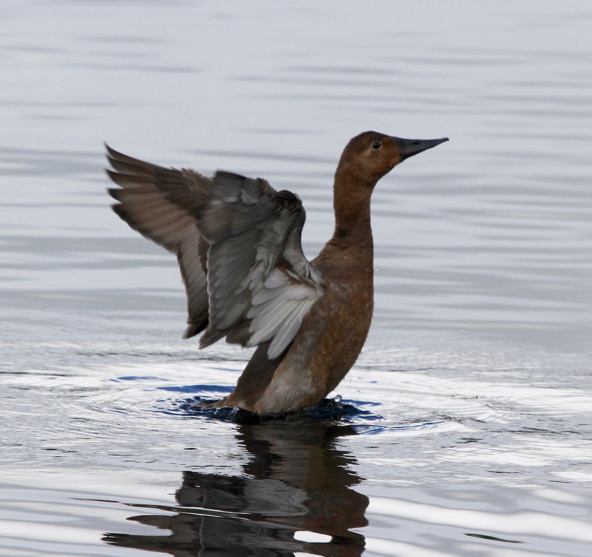 Canvasback - ML40748331