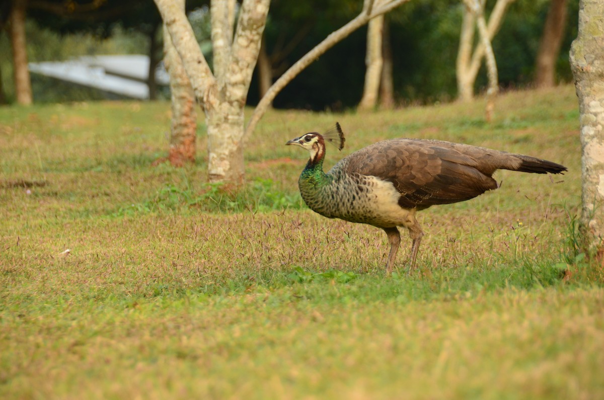 Indian Peafowl - ML407483341