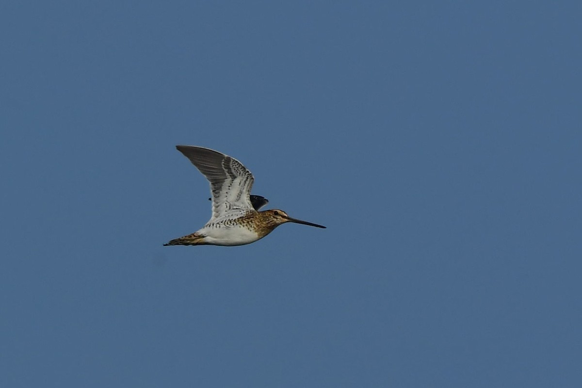 Common Snipe - Sriram Reddy