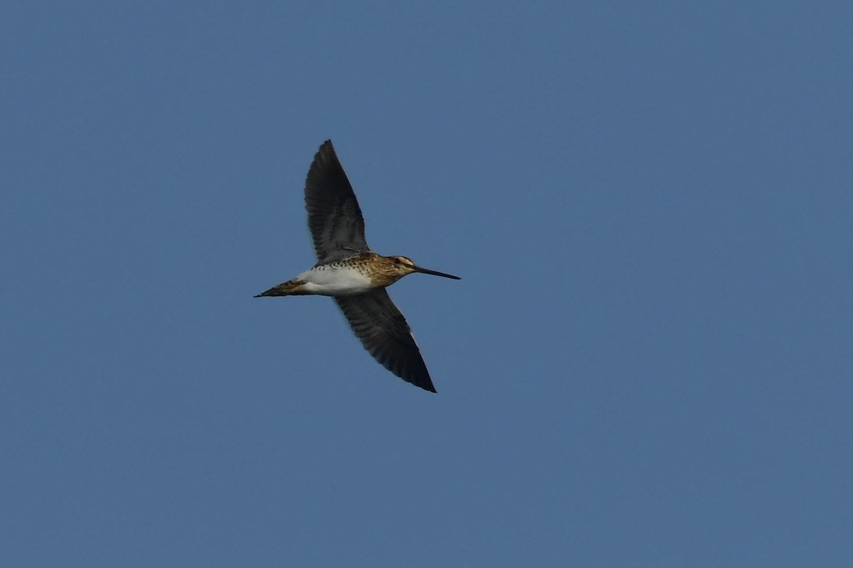 Common Snipe - ML407483951