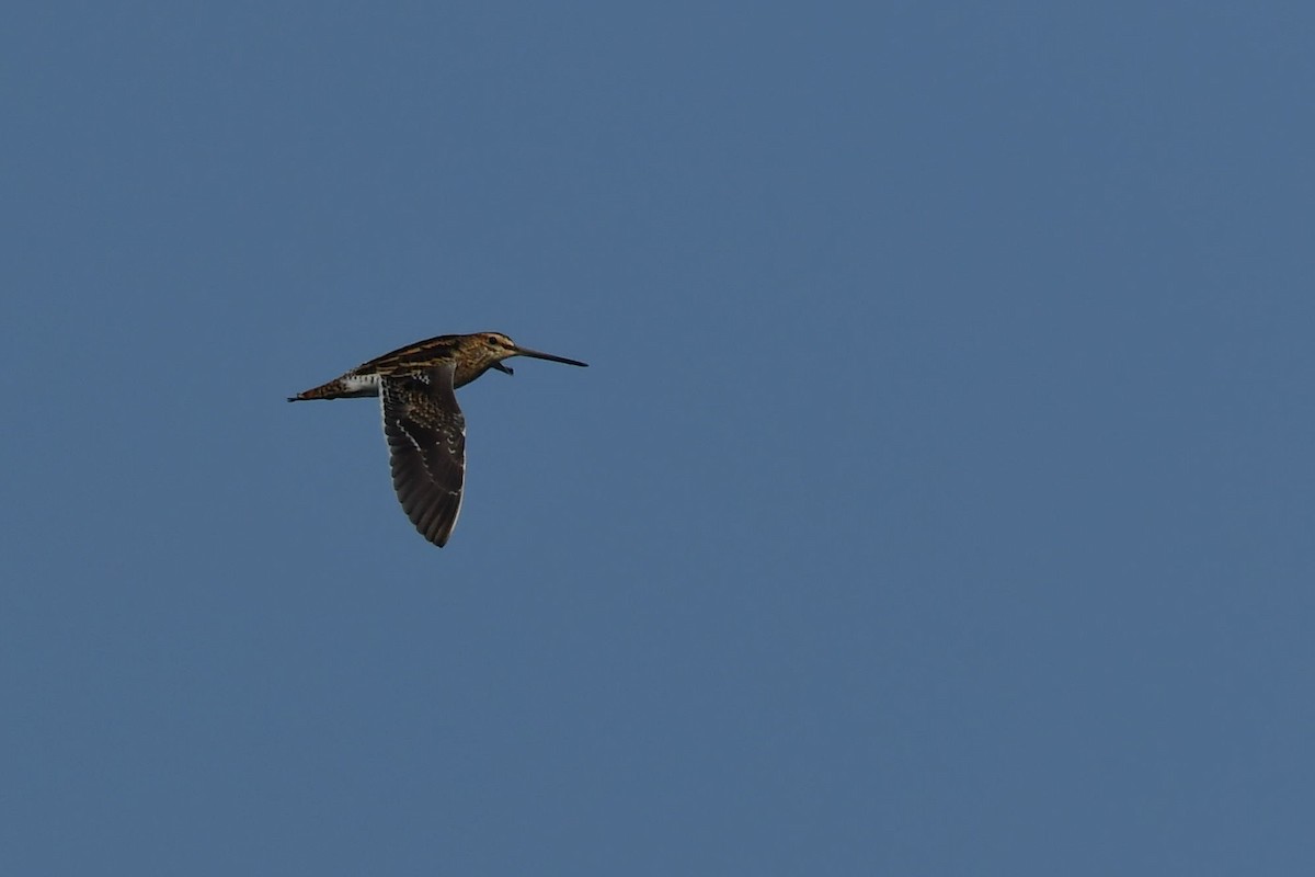 Common Snipe - Sriram Reddy