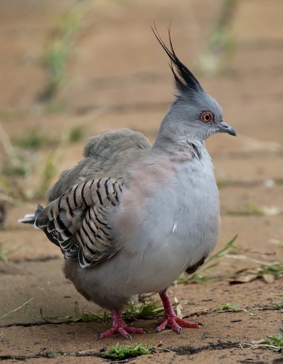 Crested Pigeon - Peter Lowe