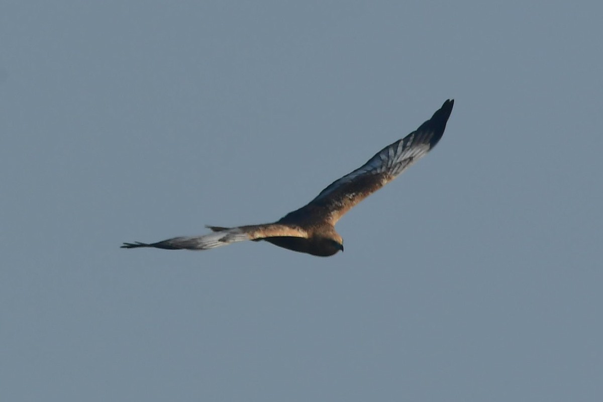 Western Marsh Harrier - ML407484081